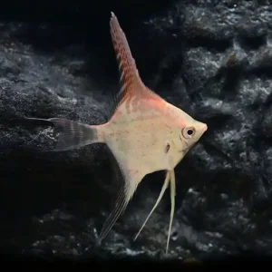 Garantierte Lieferung Santa Isabel Gold Skalar M (Pterophyllum scalare)